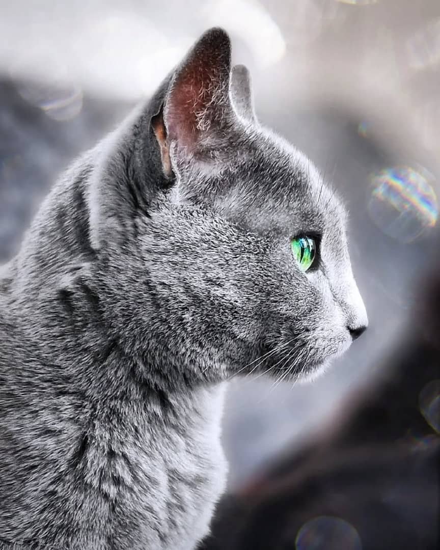 Russian Blue Cat Food Guide